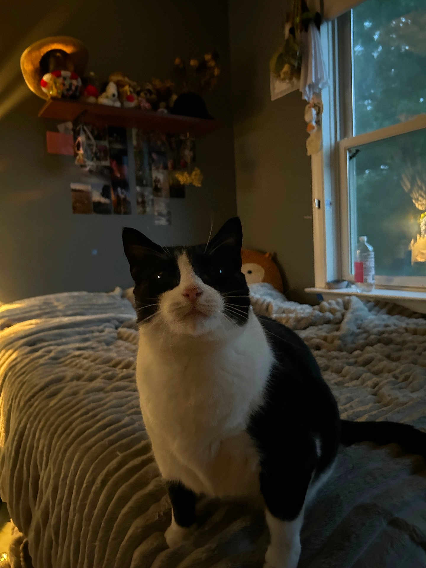 Meow Meow