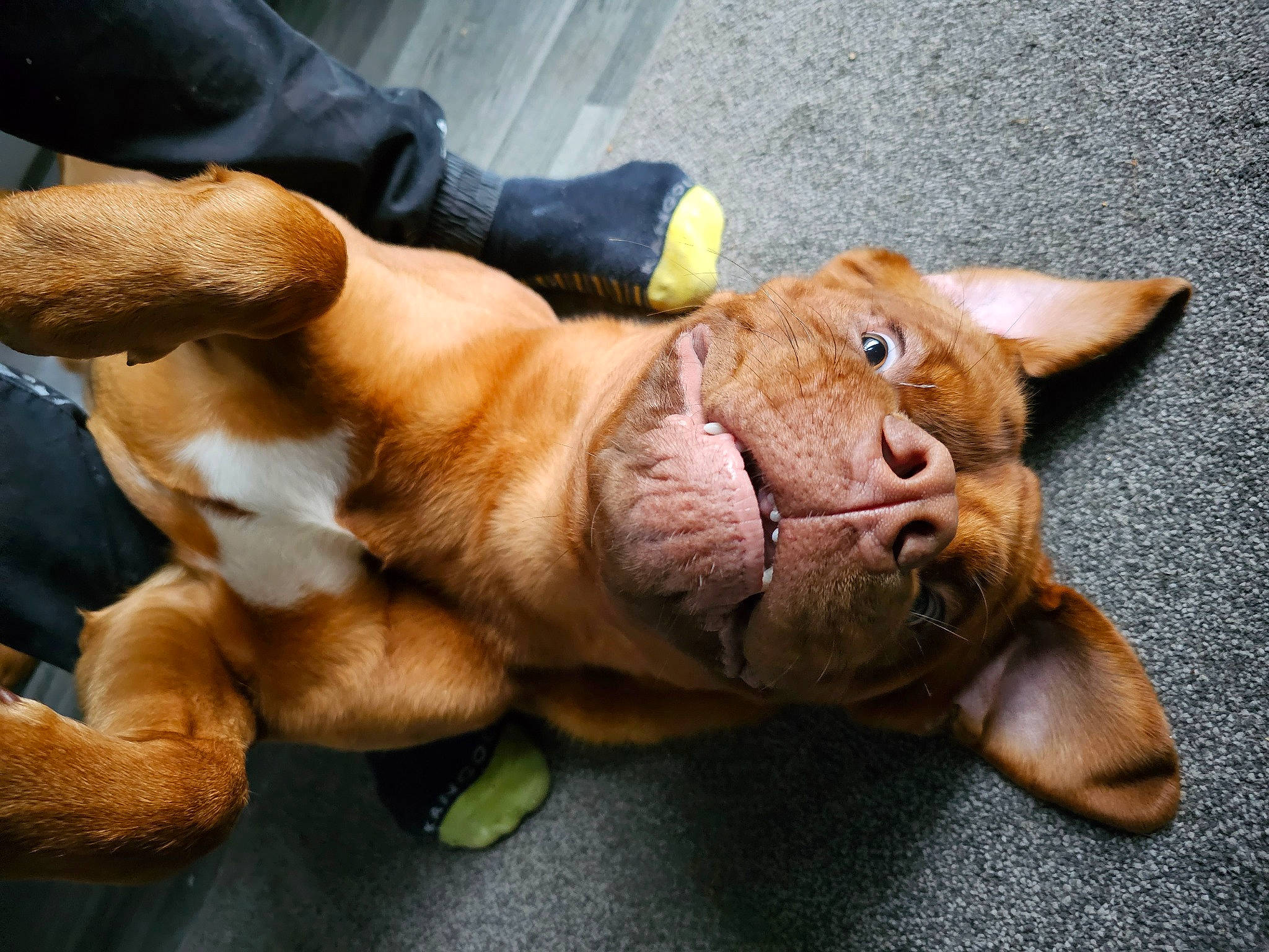 Bailey is registered to the contest to win money with this photo: carnivore, comfort, companion_dog, dog, dog_breed, fawn, felidae, foot, human_leg, leg, mammal, paw, shoe, small_to_medium_sized_cats, snout, sporting_group, stuffed_toy, whiskers, working_animal, wrinkle