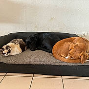 Torpille a rejoint le concours — aidez-le/la à gagner de superbes lots ! cat, dog, black_dog, brown_dog, pet_bed, indoor, resting, sleeping, furry, animal, companions, cozy, tile_floor, wall_socket, relaxed, cute, domestic, three_animals, curled_up, quiet