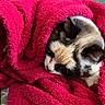 Torpille participe au concours pour gagner de l'argent avec cette photo : cat, animal, pet, sleeping, blanket, red_blanket, cozy, fur, resting, indoor, comfort, cute, domestic_cat, relaxation, soft_texture, warm, snuggled, closeup, feline, peaceful