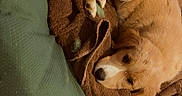 Everest a rejoint le concours — aidez-le/la à gagner de superbes lots ! animal, bed, blanket, brown, canine, comfort, cozy, cushion, cute, dog, floor, fur, green, indoor, laying, looking, paw, pet, resting, tile