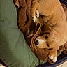 dog, pet, bed, blanket, cushion, floor, tile, brown, green, indoor, resting, cute, animal, canine, fur, paw, looking, laying, cozy, comfort