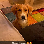 Everest a rejoint le concours — aidez-le/la à gagner de superbes lots ! dog, fox_like, pet, indoor, living_room, couch, colorful_rug, wooden_coffee_table, brown_dog, cute, animal, floor_tiles, home, cozy, furniture, text_overlay, snapchat_style, caption, domestic_animal, looking
