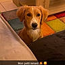 dog, fox_like, pet, indoor, living_room, couch, colorful_rug, wooden_coffee_table, brown_dog, cute, animal, floor_tiles, home, cozy, furniture, text_overlay, snapchat_style, caption, domestic_animal, looking