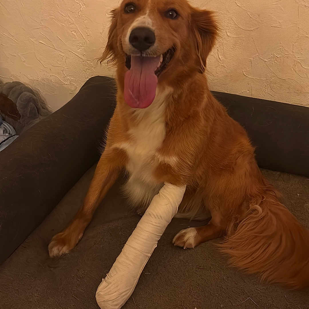 Everest a rejoint le concours — aidez-le/la à gagner de superbes lots ! dog, cast, injured_leg, couch, indoor, happy, tongue_out, brown_fur, pet, animal, smiling, resting, household, comfort, domestic, canine, fur, sitting, injury, healing