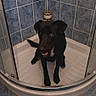 Jackadi participe au concours pour gagner de l'argent avec cette photo : dog, black_dog, shower, bathroom, tiles, pet, indoor, curious, sitting, floor_mat, bathroom_accessories, corner, looking_up, small_space, clean, domestic, animal, canine, floor, happy