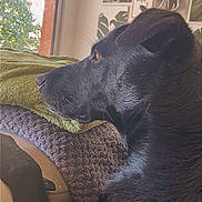Jackadi a rejoint le concours — aidez-le/la à gagner de superbes lots ! dog, black_dog, indoor, window, blanket, couch, resting, side_profile, pet, animal, fur, calm, home, cozy, artwork, wall, natural_light, looking_out, domestic, relaxed