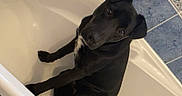 Jackadi a rejoint le concours — aidez-le/la à gagner de superbes lots ! dog, bathtub, black_dog, bathroom, tiles, blue_tiles, white_tiles, pet, looking_up, sitting, curious, indoor, funny, caption, text_overlay, animal, head_tilt, white_patch, floor, tile_floor