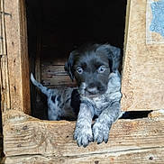 Akka participe au concours pour gagner de l'argent avec cette photo : animal, black, brown, curious, cute, dog, looking, outdoor, paw, pet, portrait, puppy, rustic, small, speckled_fur, white, wood, wooden_doghouse, young, young_dog