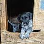 animal, black, brown, curious, cute, dog, looking, outdoor, paw, pet, portrait, puppy, rustic, small, speckled_fur, white, wood, wooden_doghouse, young, young_dog
