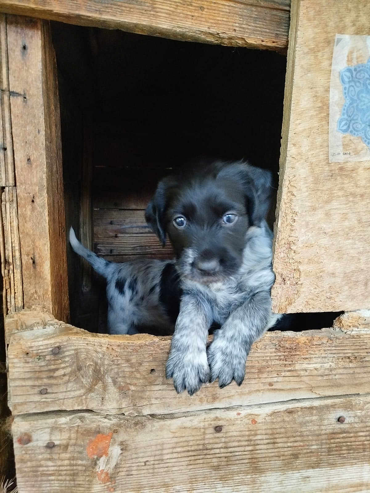 Akka participe au concours pour gagner de l'argent avec cette photo : animal, black, brown, curious, cute, dog, looking, outdoor, paw, pet, portrait, puppy, rustic, small, speckled_fur, white, wood, wooden_doghouse, young, young_dog