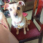 Bella Rose joined the competition — help win amazing prizes! dog, small_dog, pet, chair, indoors, living_room, furniture, couch, bookshelf, collar, tags, brown_fur, ears, curious, sitting, textile, cushion, home, floor, cozy