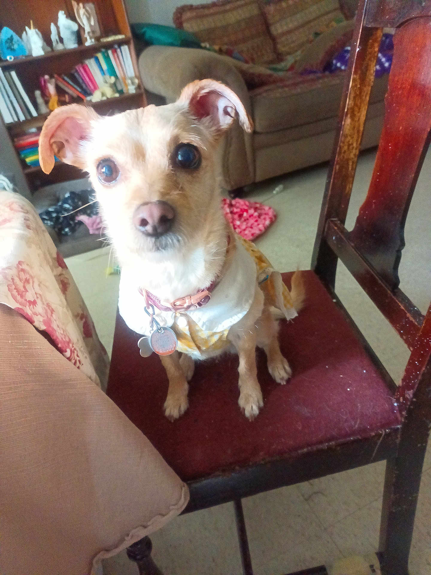 Bella Rose joined the competition — help win amazing prizes! dog, small_dog, pet, chair, indoors, living_room, furniture, couch, bookshelf, collar, tags, brown_fur, ears, curious, sitting, textile, cushion, home, floor, cozy