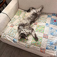 Luna is registered to the contest to win money with this photo: cat, fluffy, gray, patchwork_quilt, couch, indoor, relaxed, pet, furniture, floor, wooden_floor, animal, cute, lying_down, playful, fur, domestic, resting, home, cozy