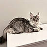 cat, maine_coon, gray_cat, fluffy, long_hair, pet, animal, feline, indoor, white_surface, curious, ears, whiskers, tail, lying_down, portrait, domestic_cat, house_pet, close_up, alert