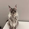 cat, fluffy, gray, maine_coon, pet, animal, portrait, sitting, ears, whiskers, fur, indoor, curious, feline, closeup, table, domestic, face, expression, looking