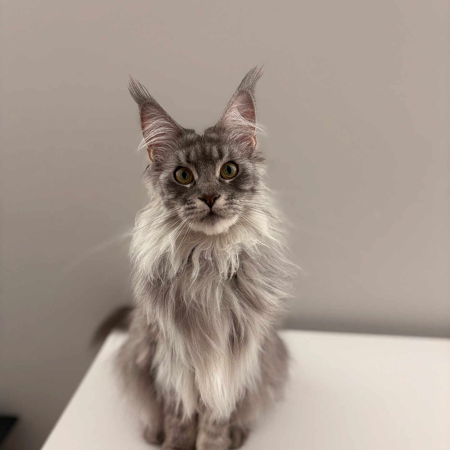 Luna is registered to the contest to win money with this photo: cat, fluffy, gray, maine_coon, pet, animal, portrait, sitting, ears, whiskers, fur, indoor, curious, feline, closeup, table, domestic, face, expression, looking