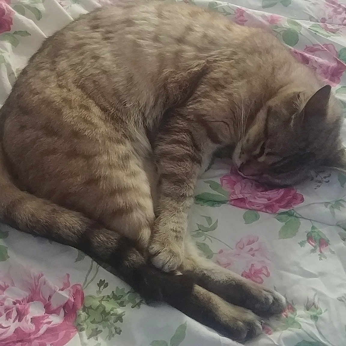 Hollywood is registered to the contest to win money with this photo: carnivore, cat, domestic_short_haired_cat, european_shorthair, fawn, felidae, fur, mammal, nap, sleep, small_to_medium_sized_cats, tabby_cat, tail, whiskers