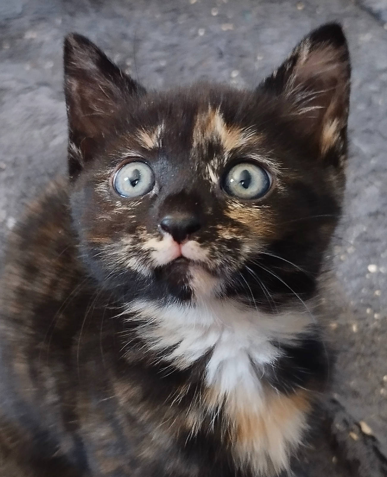 Vénus a rejoint le concours — aidez-le/la à gagner de superbes lots ! black_cat, carnivore, cat, claw, domestic_short_haired_cat, felidae, fur, paw, small_to_medium_sized_cats, snout, terrestrial_animal, tree, whiskers, wildlife, window