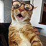 cat, orange_tabby, glasses, indoor, white_chest, surprised_expression, whiskers, closeup, pet, animal, feline, cute, funny, portrait, domestic_cat, house, light, focus, whisker, tongue
