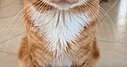 Canelo joined the competition — help win amazing prizes! cat, orange_tabby, pet, animal, whiskers, sitting, floor, indoor, fur, tail, curious, close_up, feline, cute, domestic_cat, portrait, eyes, tile_floor, white_chest, striped