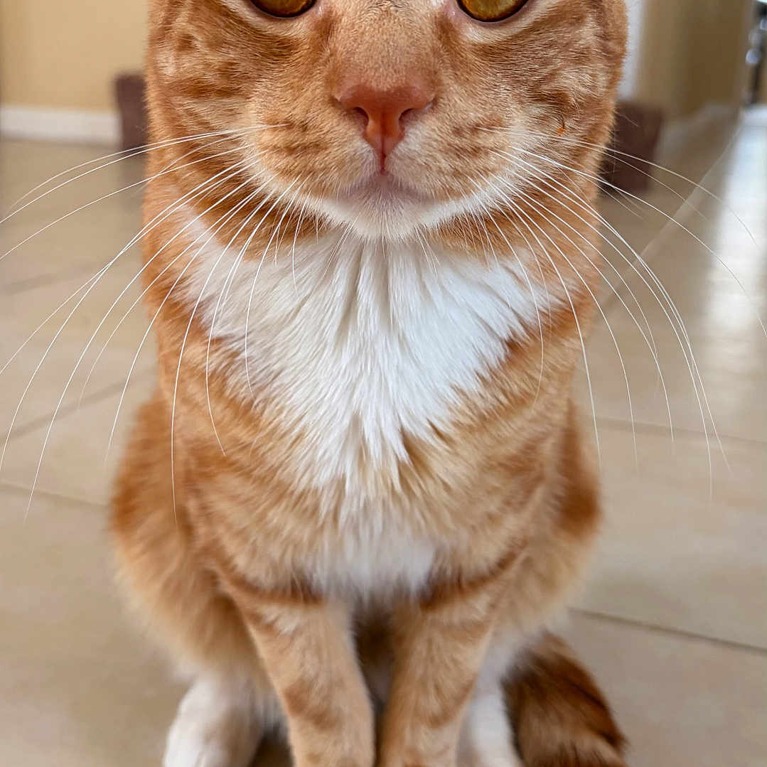 Canelo