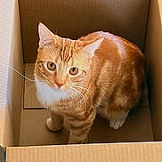 Canelo is registered to the contest to win money with this photo: cat, orange_tabby, cardboard_box, pet, animal, whiskers, curious, feline, indoor, box, cute, looking_up, paws, fur, domestic_cat, tabby_pattern, sitting, eyes, mammal, playful
