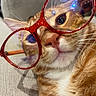 Canelo is registered to the contest to win money with this photo: cat, orange_tabby, glasses, close_up, whiskers, pet, animal, face, nose, eye, feline, cute, indoor, relaxed, texture, red_glasses, whisker, fur, portrait, domestic_cat