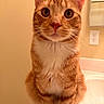Canelo is registered to the contest to win money with this photo: cat, orange_tabby, pet, animal, whiskers, fur, indoor, bathroom, sink, curious, sitting, closeup, face, ears, eyes, nose, paw, domestic_cat, feline, mammal