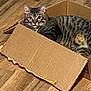 cat, tabby, cardboard_box, wooden_floor, pet, animal, feline, indoor, curious, striped, whiskers, ears, flooring, box, resting, cute, domestic, playful, side_view, relaxed
