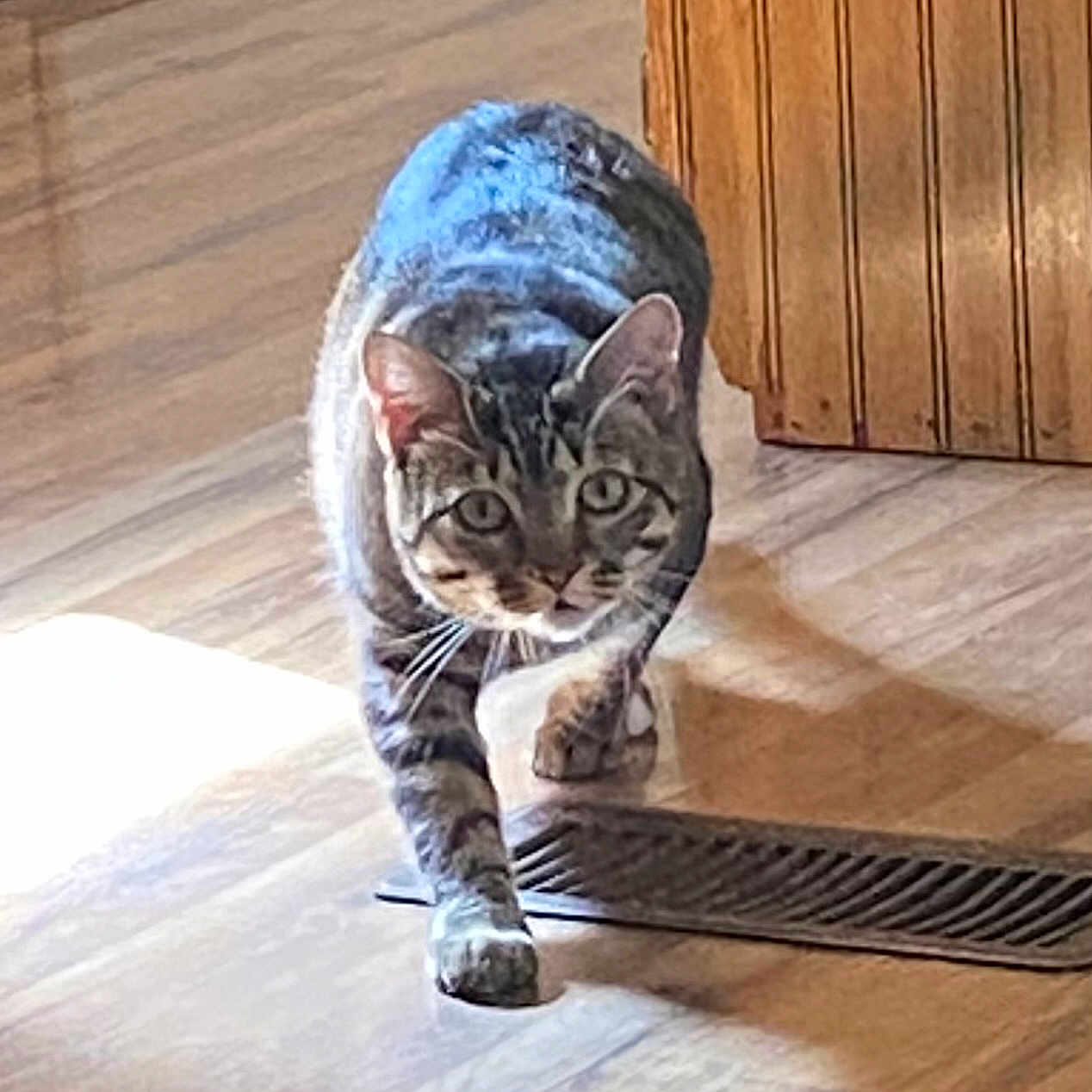 Boots is registered to the contest to win money with this photo: animal, cabinet, cat, curious, cute, domestic, ears, feline, floor_vent, focused, home, indoor, pet, shadow, striped, sunlight, tabby, walking, whiskers, wood_floor