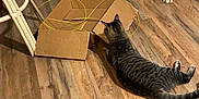 Boots joined the competition — help win amazing prizes! cat, tabby_cat, cardboard_box, wooden_floor, wicker_chair, wicker_stool, black_trash_bag, indoor, flooring, pet, curious, playing, animal, furniture, cord, home, relaxed, brown, striped, floor