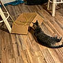 cat, tabby_cat, cardboard_box, wooden_floor, wicker_chair, wicker_stool, black_trash_bag, indoor, flooring, pet, curious, playing, animal, furniture, cord, home, relaxed, brown, striped, floor