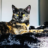 Kaya a rejoint le concours — aidez-le/la à gagner de superbes lots ! cat, tortoiseshell_cat, pet, animal, feline, yellow_eyes, fur, whiskers, lying_down, indoor, cozy, blanket, closeup, portrait, cute, domestic_animal, relaxed, soft_light, focused, resting