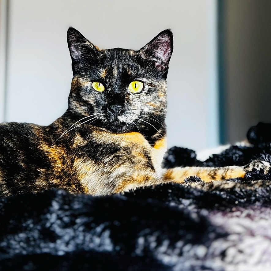 Kaya a rejoint le concours — aidez-le/la à gagner de superbes lots ! animal, blanket, cat, closeup, cozy, cute, domestic_animal, feline, focused, fur, indoor, lying_down, pet, portrait, relaxed, resting, soft_light, tortoiseshell_cat, whiskers, yellow_eyes
