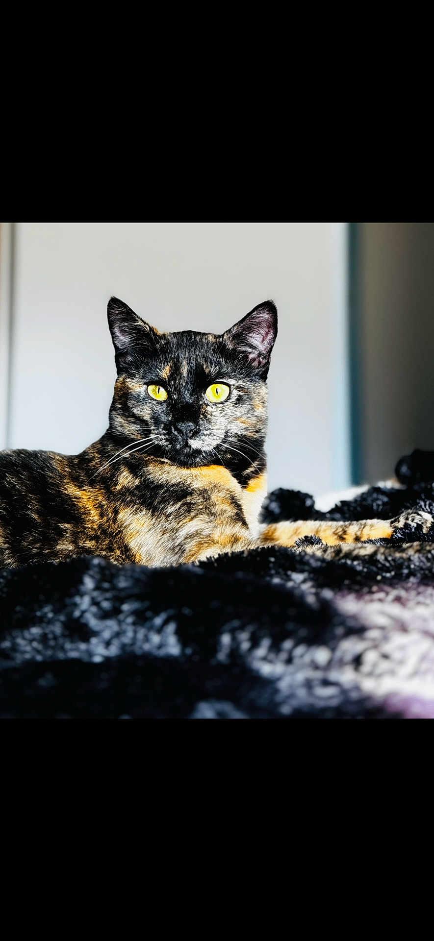 Kaya a rejoint le concours — aidez-le/la à gagner de superbes lots ! cat, tortoiseshell_cat, pet, animal, feline, yellow_eyes, fur, whiskers, lying_down, indoor, cozy, blanket, closeup, portrait, cute, domestic_animal, relaxed, soft_light, focused, resting