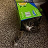 Chiku is registered to the contest to win money with this photo: cat, box, carpet, indoor, pet, animal, feline, playful, curious, citrus, soda_box, paw, fur, whiskers, nose, eyes, hiding, cute, domestic, home