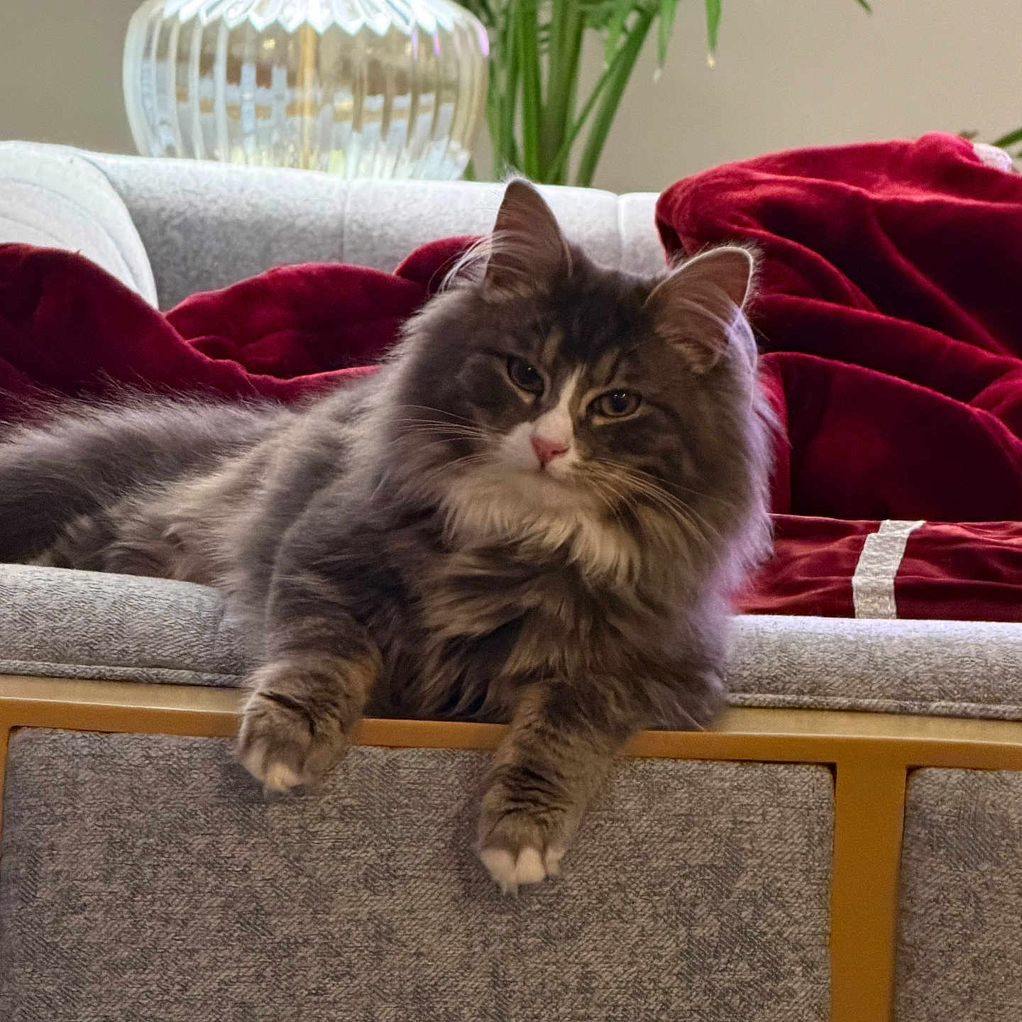 Chiku is registered to the contest to win money with this photo: cat, fluffy, gray_tabby, couch, blanket, red_blanket, vase, glass_vase, plant, indoor, pet, furniture, relaxing, laying_down, cozy, living_room, fur, whiskers, ears, home_decor