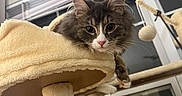 Chiku joined the competition — help win amazing prizes! cat, kitten, cat_tree, indoor, pet, feline, gray_cat, white_markings, curious, relaxed, toy, window, blinds, furniture, cozy, pink_nose, whiskers, ears, paws, home