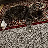 Chiku is registered to the contest to win money with this photo: cat, sleeping, fluffy, gray, white, rug, patterned_rug, carpet, indoor, pet, relaxing, feline, cute, cozy, home, animal, paw, whiskers, rest, fur