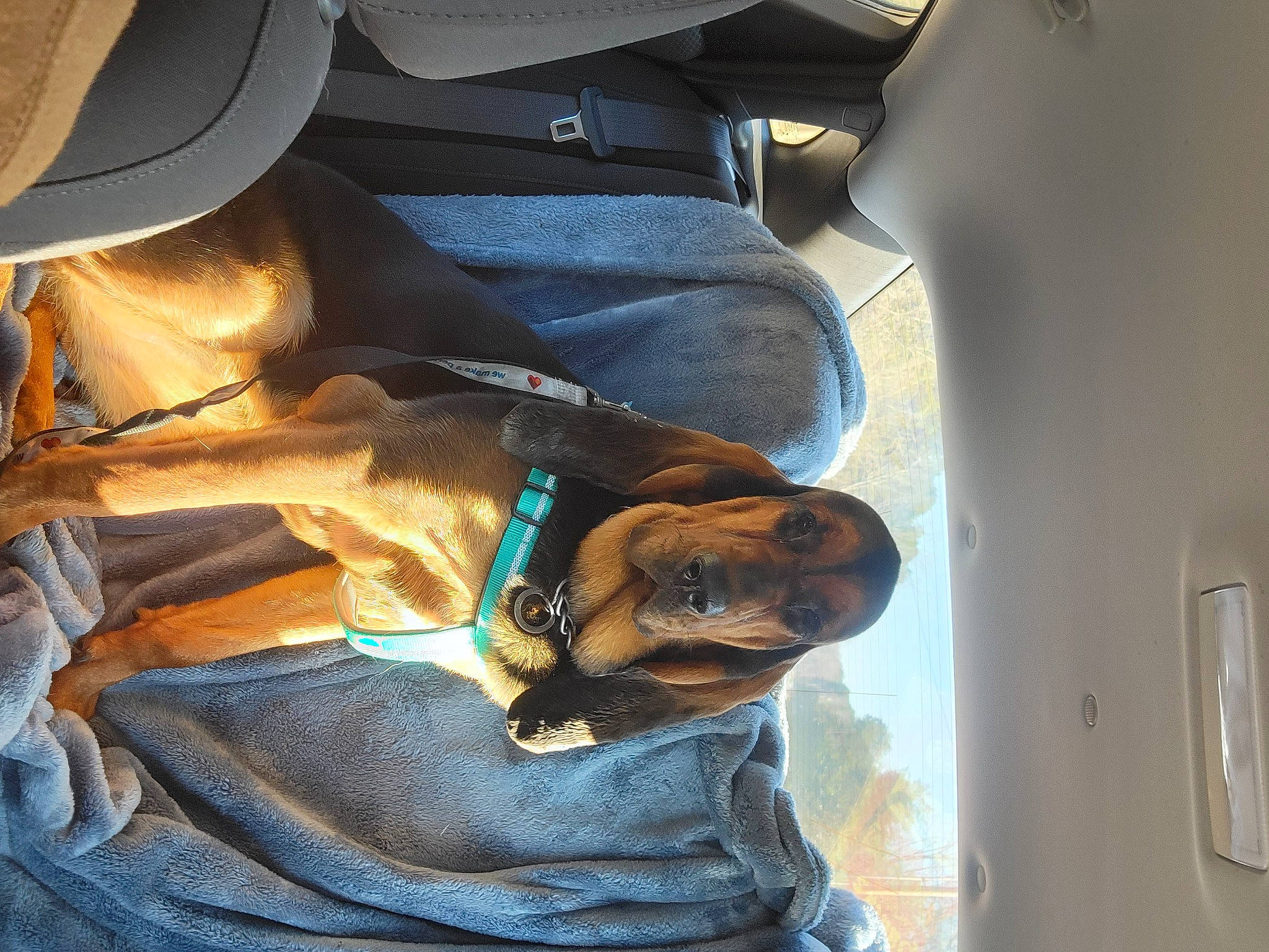 Reba Mae is registered to the contest to win money with this photo: auto_part, automotive_design, automotive_exterior, automotive_lighting, car_seat, car_seat_cover, carnivore, comfort, companion_dog, dog, dog_breed, eyewear, fawn, fur, liver, motor_vehicle, snout, sporting_group, vehicle_door, working_animal