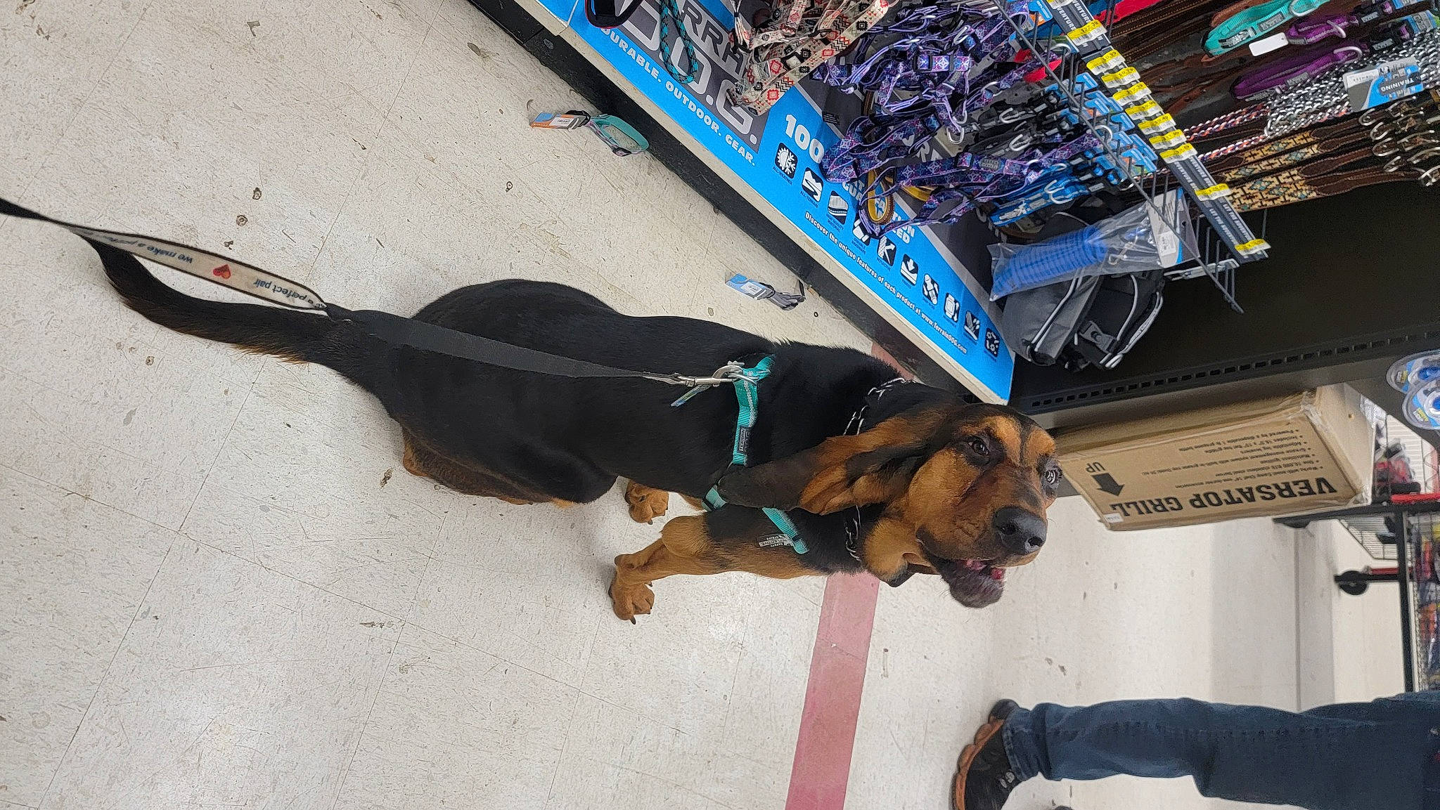 Reba Mae joined the competition — help win amazing prizes! canidae, carnivore, collar, companion_dog, computer_hardware, dog, dog_breed, dog_collar, dog_supply, electric_blue, fashion_accessory, guard_dog, leash, pet_supply, sporting_group, tail, working_animal, working_dog