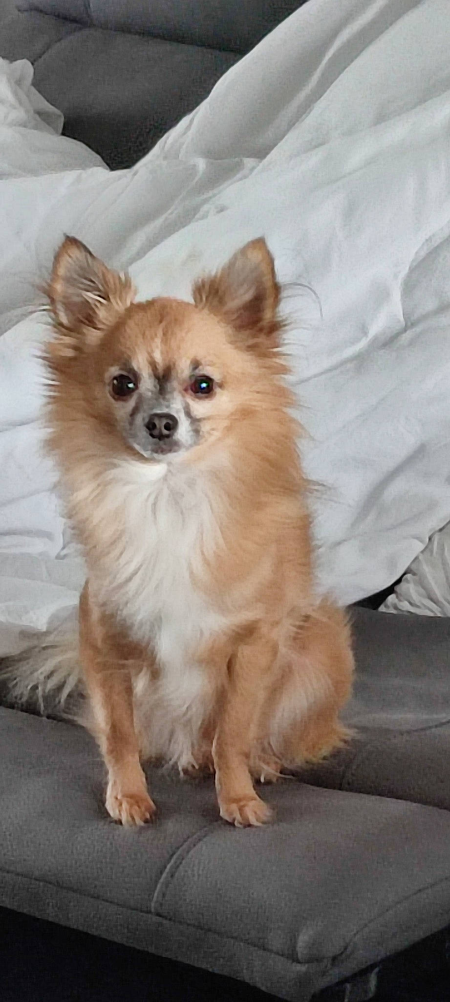 Bob a rejoint le concours — aidez-le/la à gagner de superbes lots ! canidae, carnivore, companion_dog, dog, dog_breed, dog_supply, fawn, fur, iris, non_sporting_group, paw, pomeranian, puppy, snout, sporting_group, terrestrial_animal, toy_dog, volpino_italiano, whiskers, working_animal