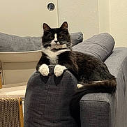 Ghibli joined the competition — help win amazing prizes! cat, black_and_white, feline, pet, indoor, couch, furniture, living_room, relaxed, fluffy, whiskers, tail, paws, household, domestic_animal, gray, cozy, resting, cute, companion