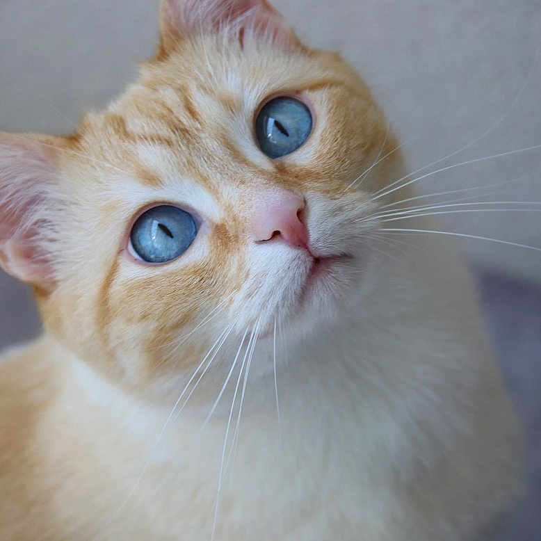 Snow a rejoint le concours — aidez-le/la à gagner de superbes lots ! abyssinian, angora, animal, cat, kitten, manx, pet, siamese