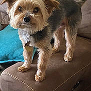 Teeki is registered to the contest to win money with this photo: dog, small_dog, pet, couch, indoor, blanket, pillow, furniture, brown, tan, fur, ears, collar, tag, alert, curious, standing, cozy, home, companion