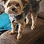 dog, small_dog, pet, couch, indoor, blanket, pillow, furniture, brown, tan, fur, ears, collar, tag, alert, curious, standing, cozy, home, companion