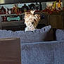 Cleo is registered to the contest to win money with this photo: dog, couch, living_room, decorations, autumn, pumpkins, table, fur, pet, indoors, furniture, cozy, cute, small_dog, tuft, gray_couch, holiday_decor, fall, home, pet_portrait
