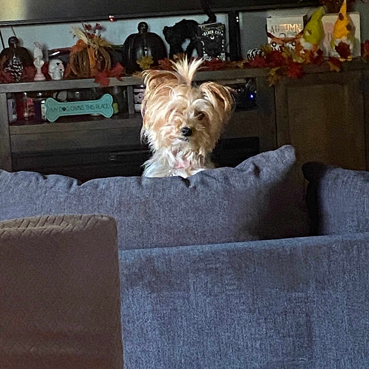 Cleo is registered to the contest to win money with this photo: autumn, couch, cozy, cute, decorations, dog, fall, fur, furniture, gray_couch, holiday_decor, home, indoors, living_room, pet, pet_portrait, pumpkins, small_dog, table, tuft