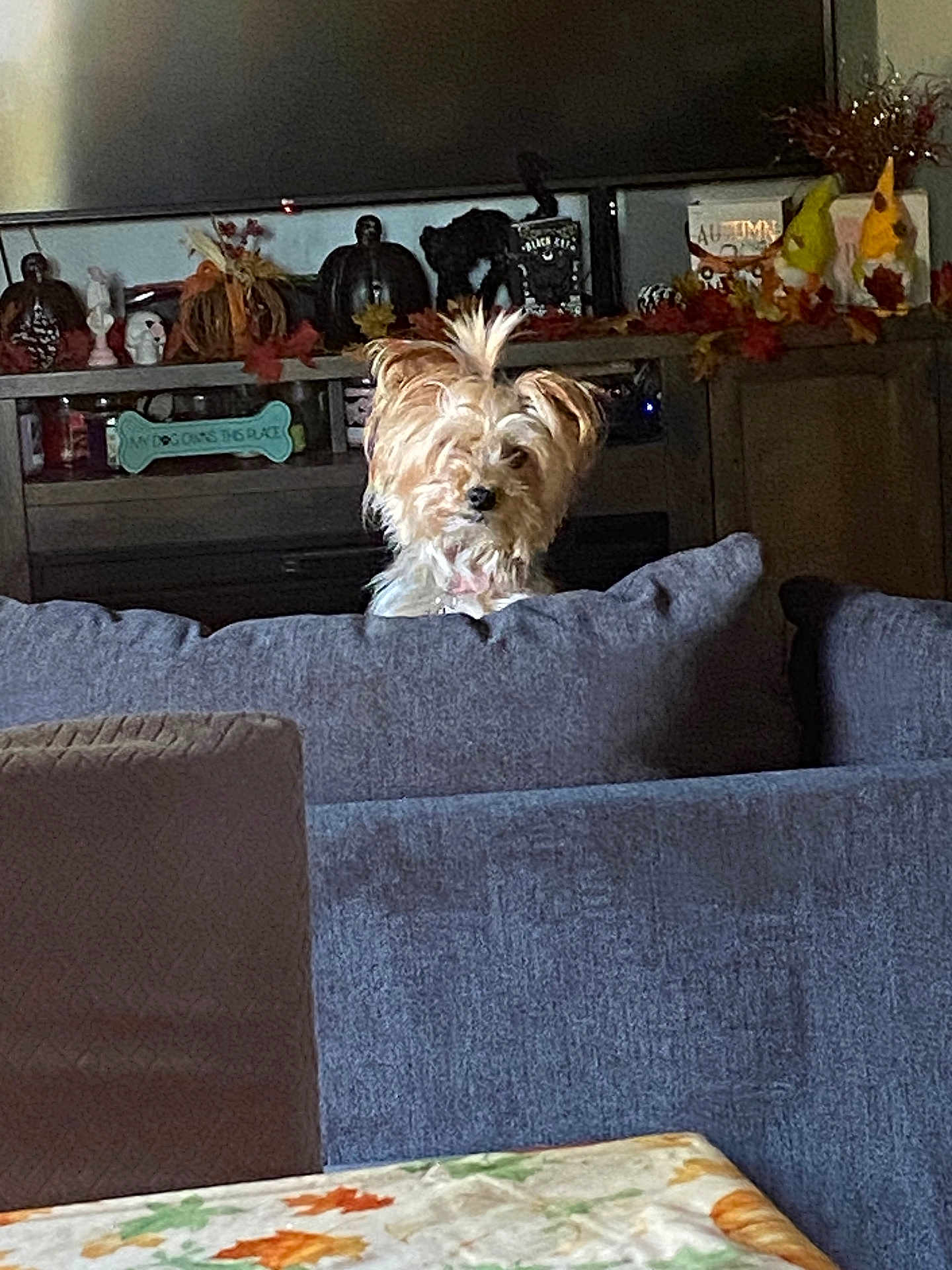 Cleo is registered to the contest to win money with this photo: dog, couch, living_room, decorations, autumn, pumpkins, table, fur, pet, indoors, furniture, cozy, cute, small_dog, tuft, gray_couch, holiday_decor, fall, home, pet_portrait
